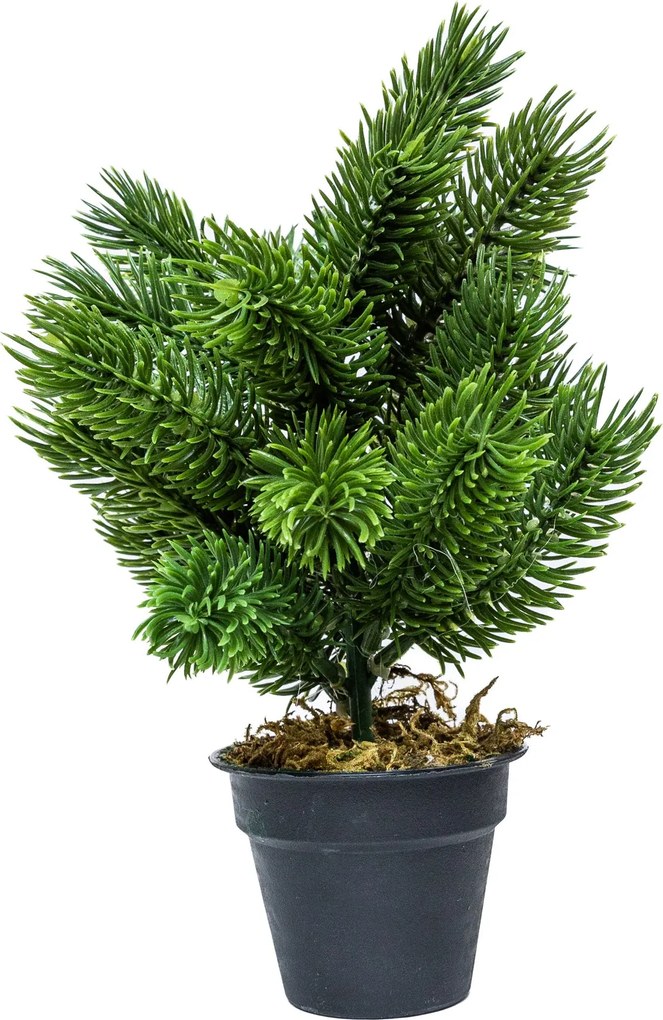 Mini műfenyő cserépben 22 cm Kicsit havas