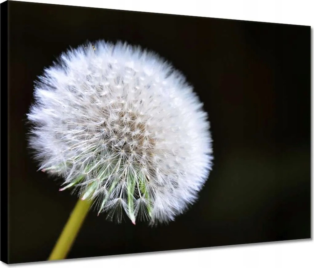 Vászonkép 40x30 Pitypang Virág Virágok