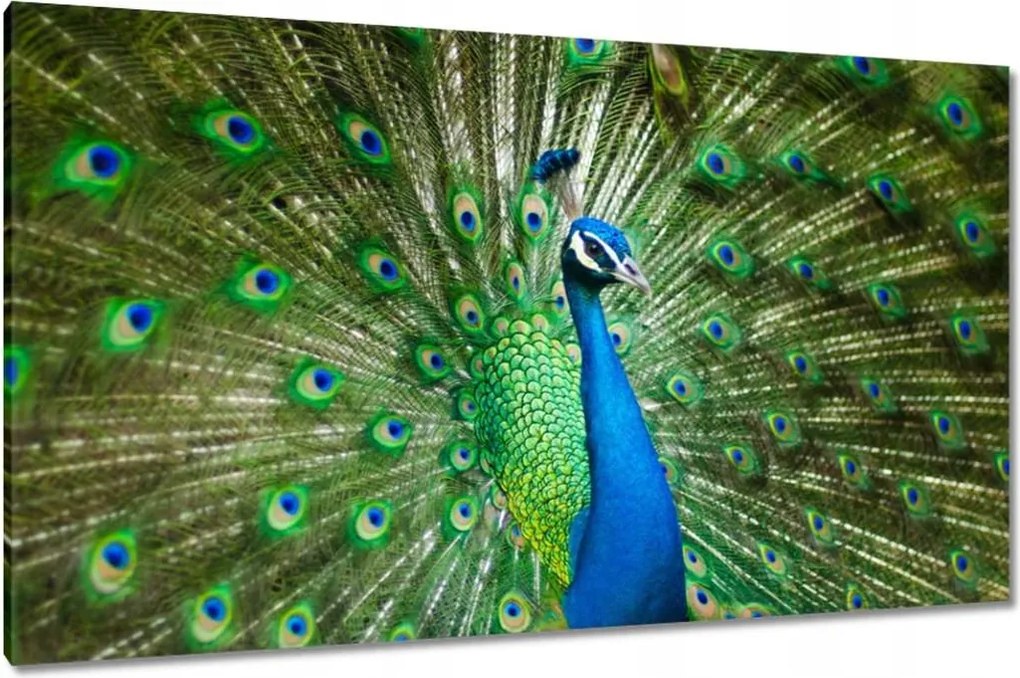 Vászonkép 120x70 Páva a párzási időszakban