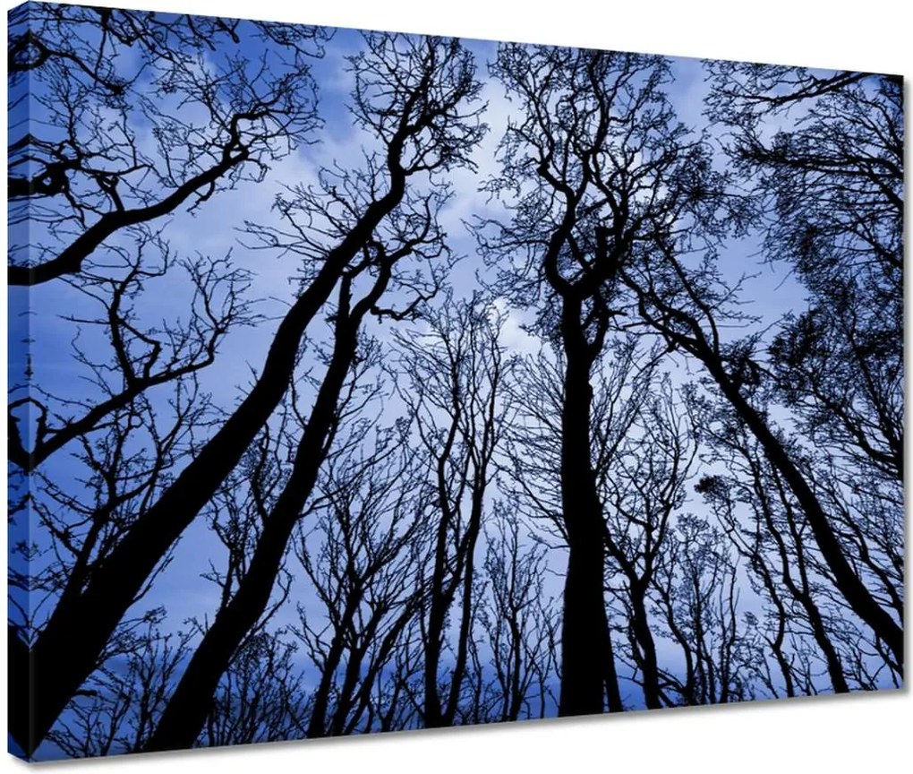 Vászonkép 40x30 Erdő Fák Kilátás alulról