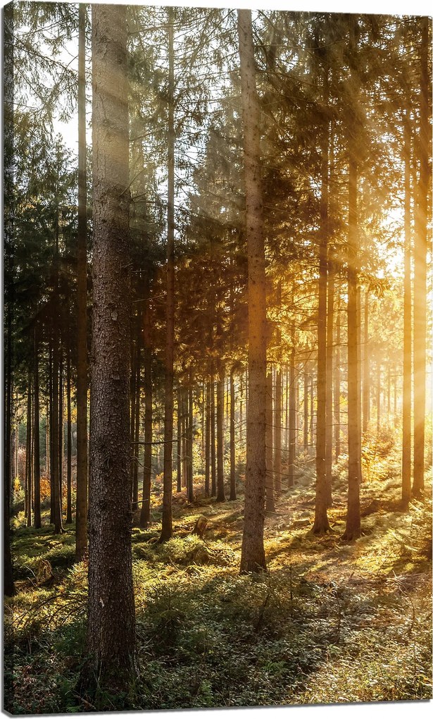 Vászonkép Nyírfák Nap reggel 60x100 cm