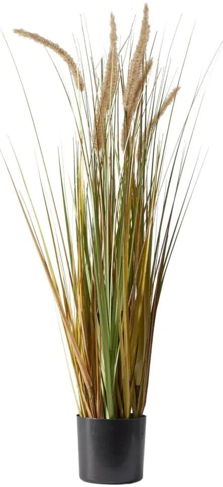Plume Grass, művirág cserépben