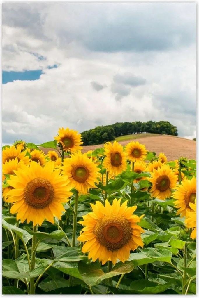 Poszterek 80x120 Tájkép napraforgókkal