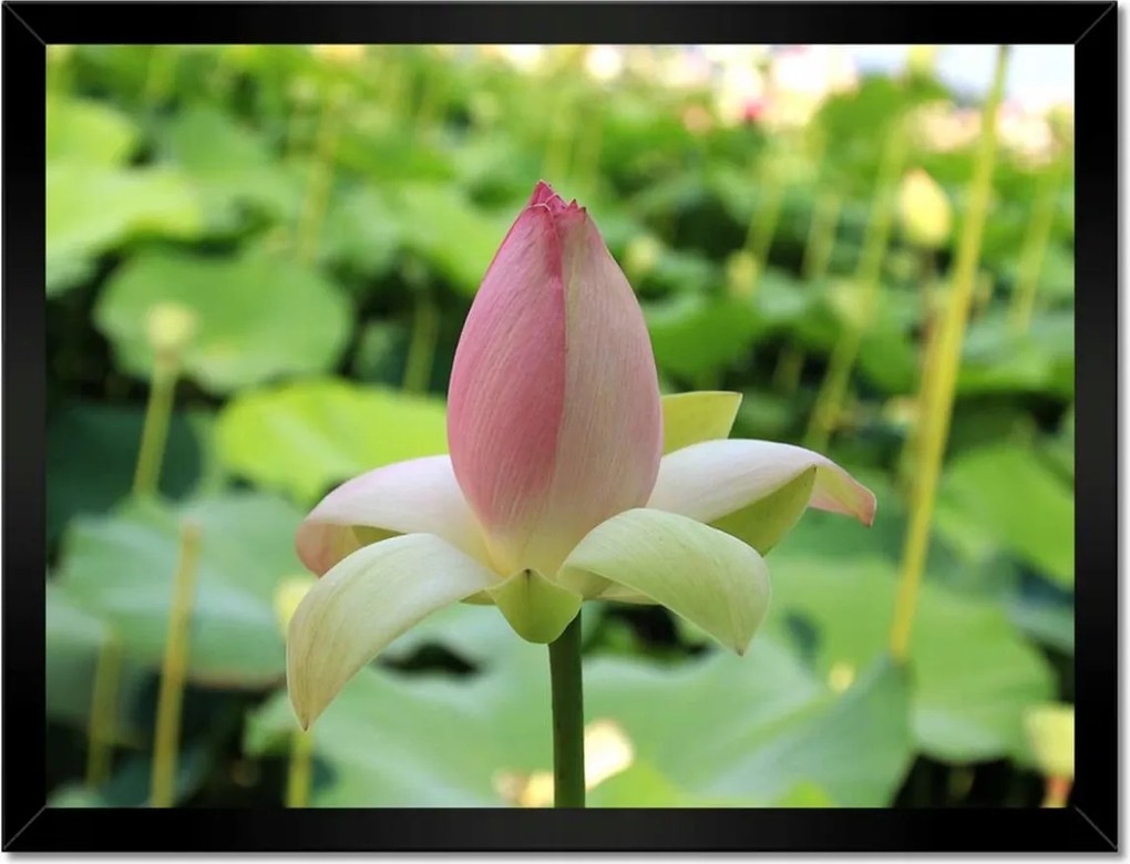 Poszterek keretben 40x30 Virágbimbó