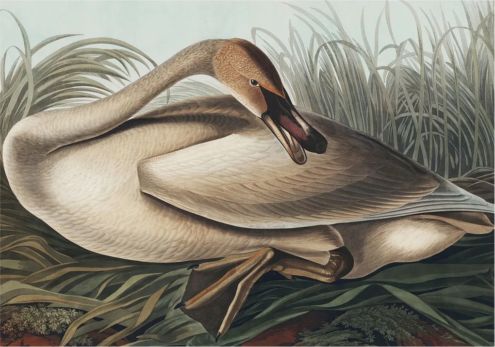 Design fotótapéta Flizelin falra Természetes madár 312x219 Ragasztó