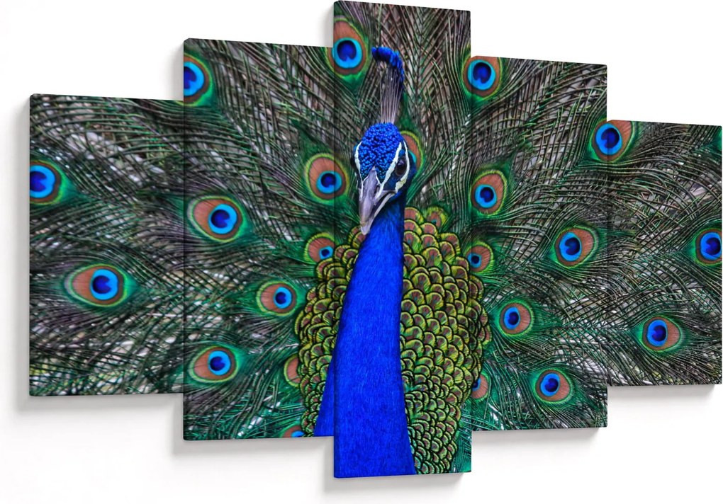 Kép - Páva (150x105 cm)