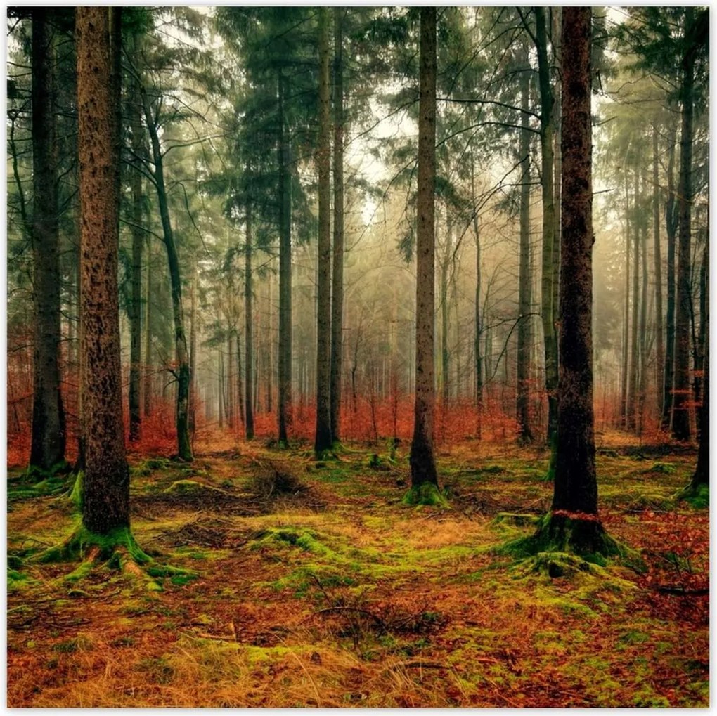 Poszterek 140x140 Erdei táj Kilátás