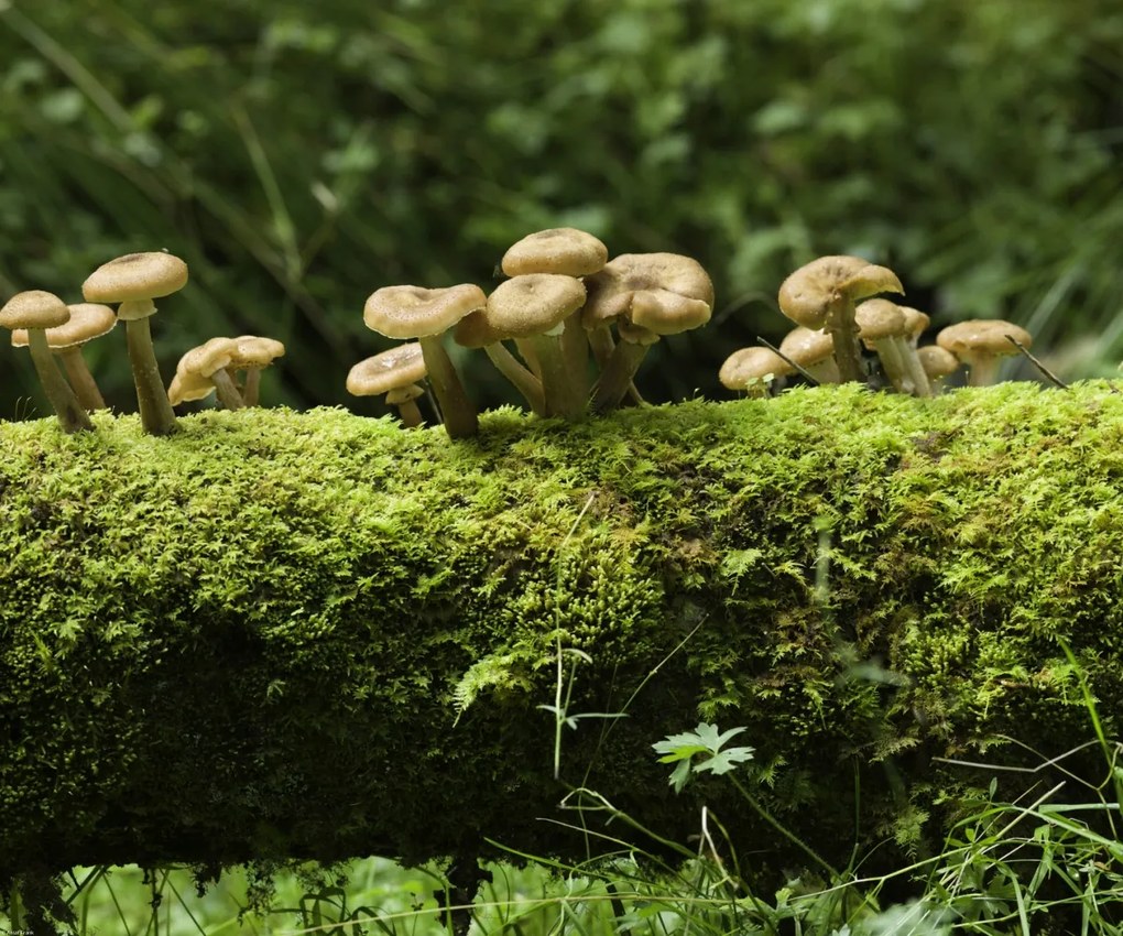 Poszter 60x50cm Gomba, Assaf Frank