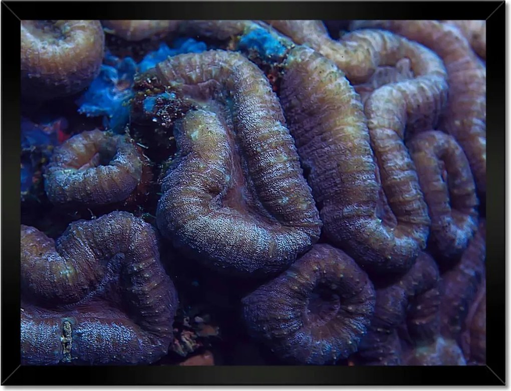 Poszterek keretben 40x30 Vad természet az óceánban