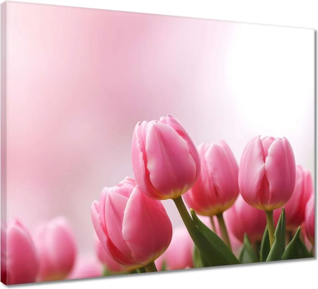 Vászonkép 50x40 Rózsaszín tulipánok
