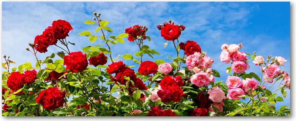 Modern üvegpanel a konyhába Vad rózsák XXL