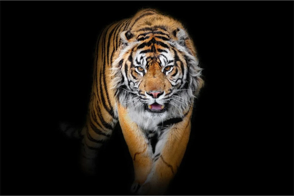 Kép - Tigris (90x60 cm)