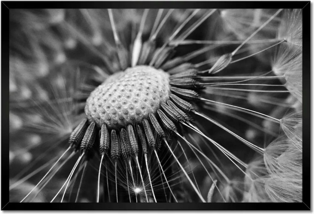 Poszterek keretben 60x40 Pitypang Virág Virágok