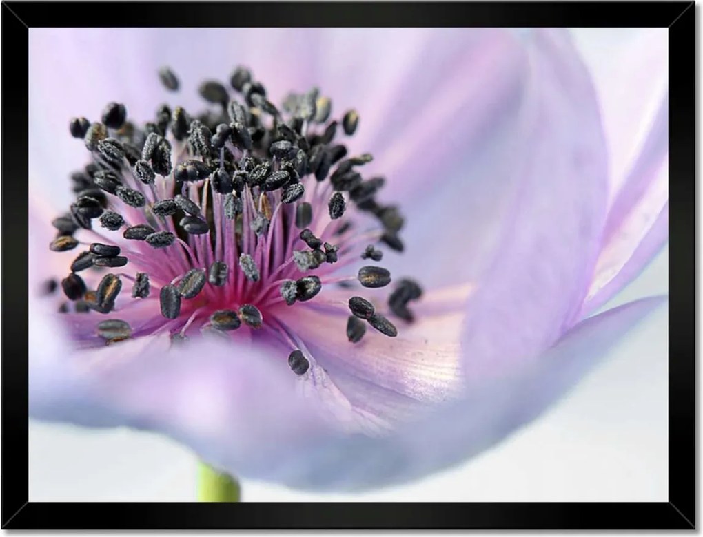 Poszterek keretben 40x30 Finom porzó