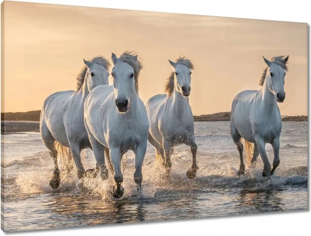 Vászonkép 90x60 Vad lovak Wild Horses