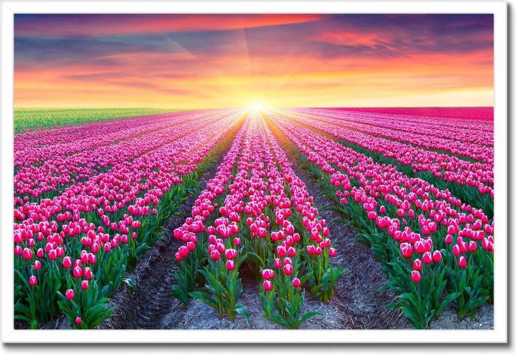 Poszter keretben 60x40 Tulipánok tengere Virágok