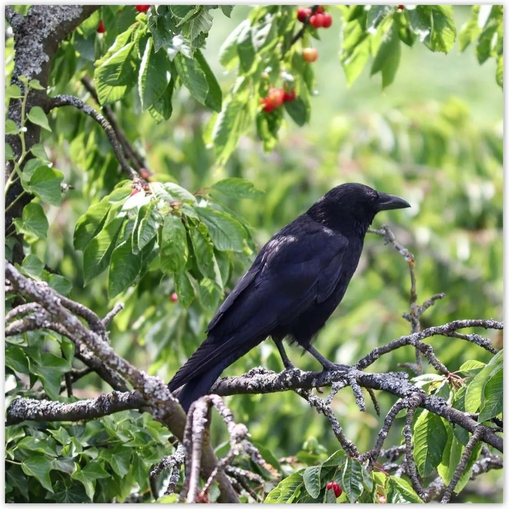 Poszterek 100x100 Madarak