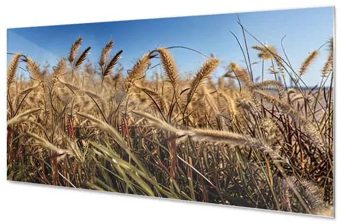 Wallplex konyhahátfal Grass (Méret: 60x300)