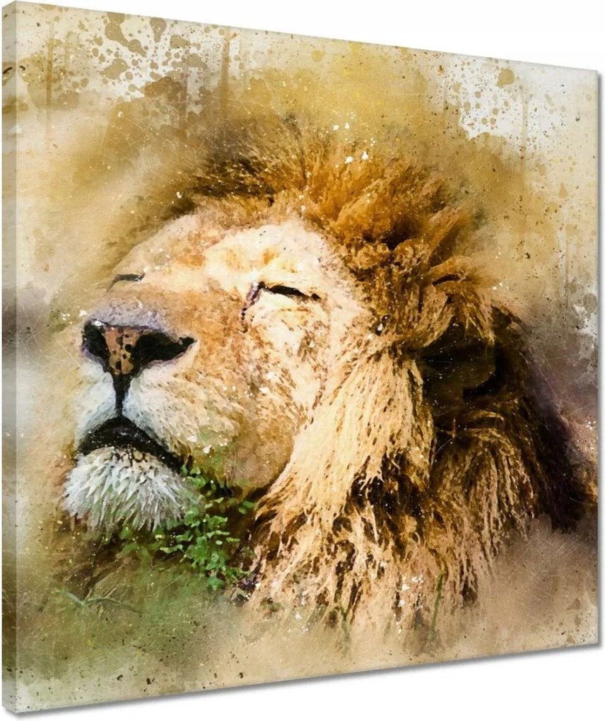 Vászonkép 40x40 Oroszlán