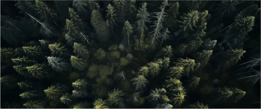 Kép - Forest (120x50 cm)