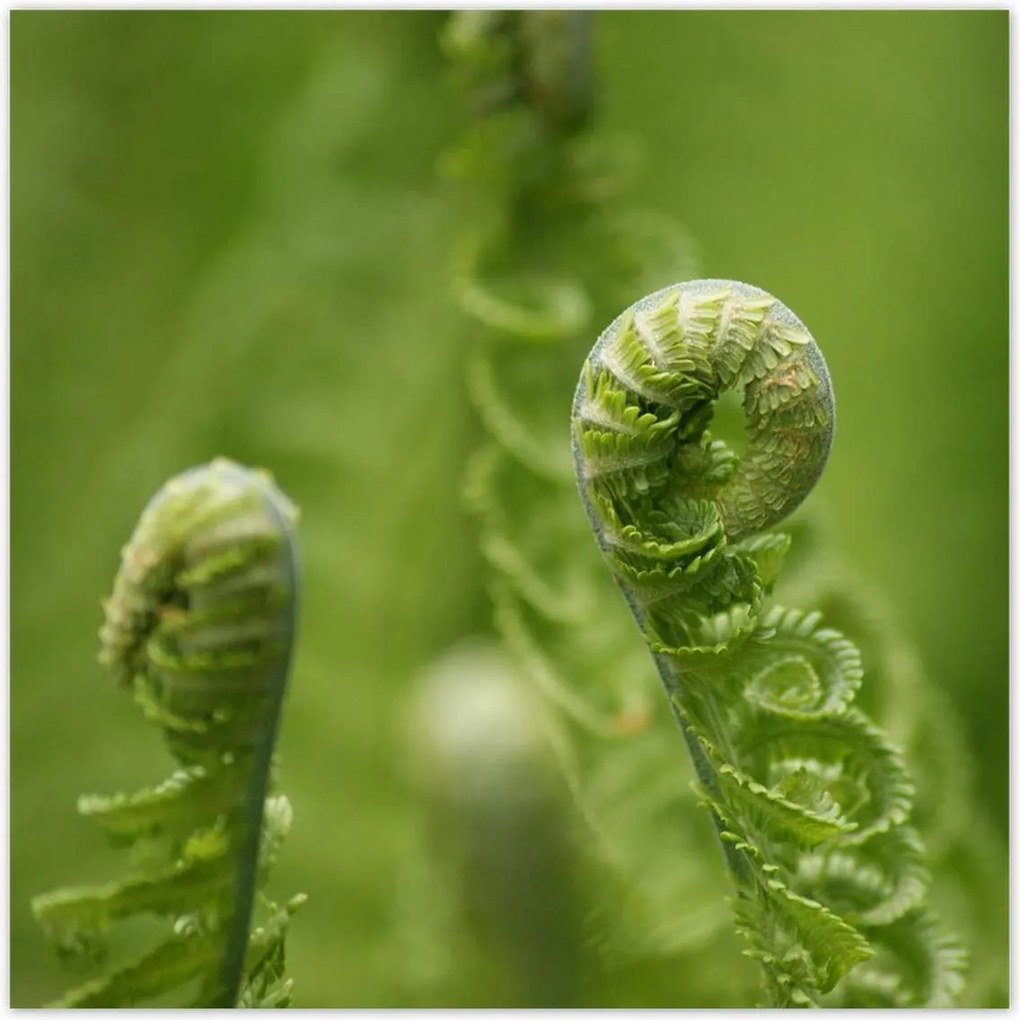 Poszterek 70x70 Páfrányok Erdő Zöld levél