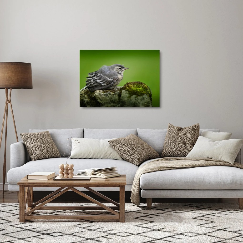 Kép - Légykapó (üvegen) (70x50 cm)