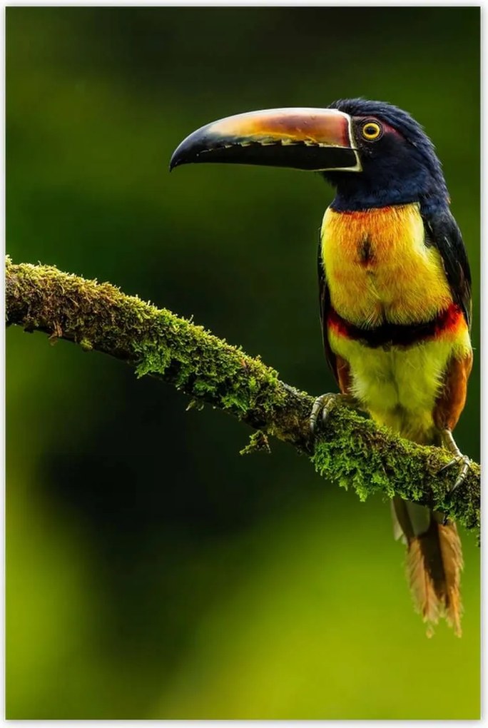 Poszterek 80x120 Madarak