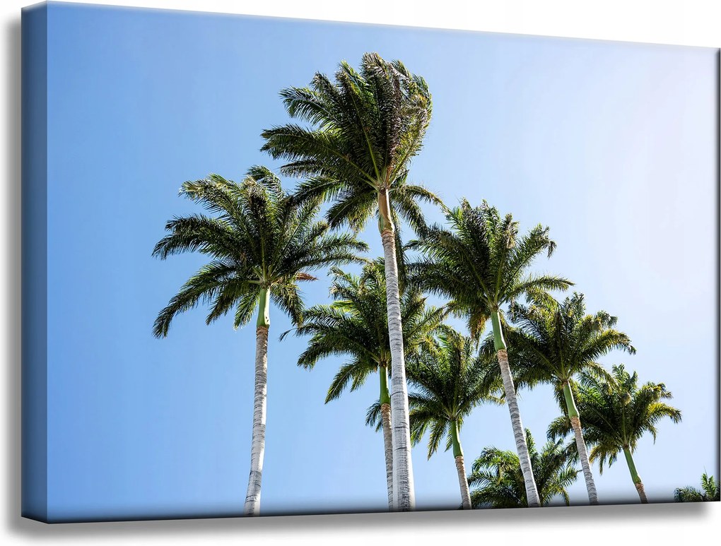 Vászonkép Természet Pálmafák Nap 60x40 cm