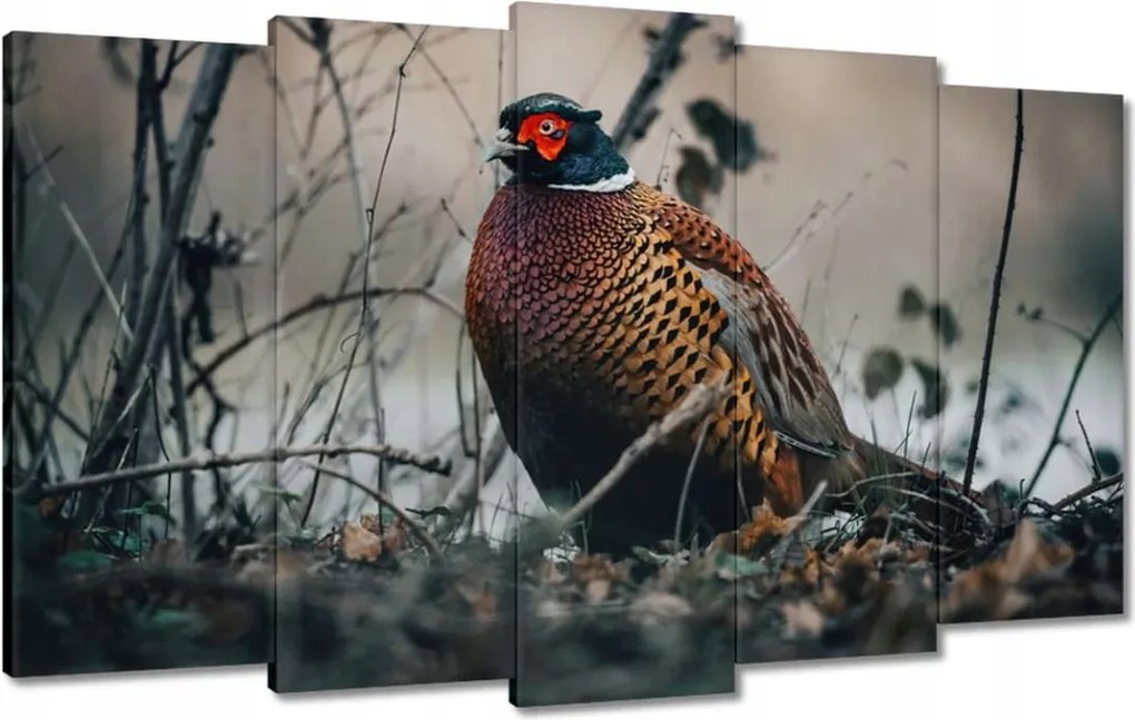 Vászonkép 100x60 Fácán a természetben Madarak