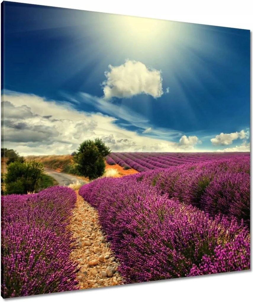 Vászonkép 90x90 Levendula tájkép