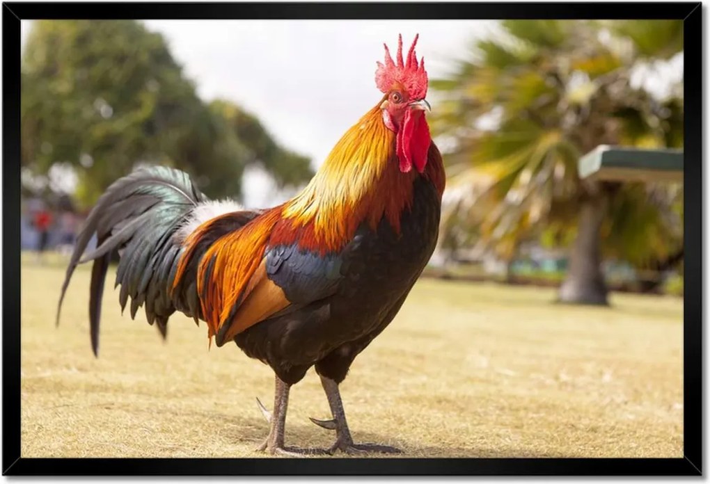 Poszterek keretben 60x40 Kakas