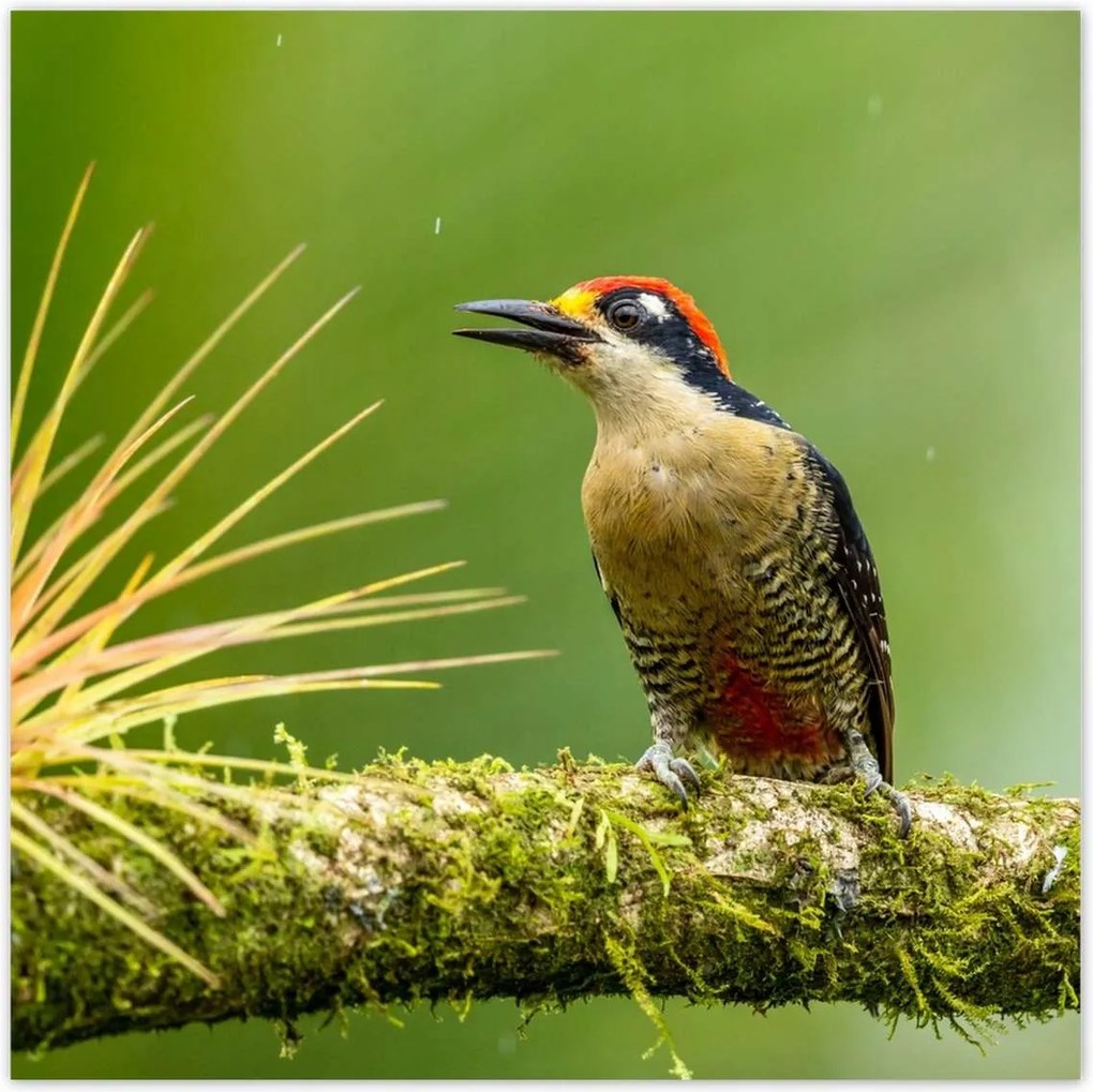 Poszterek 100x100 Madarak