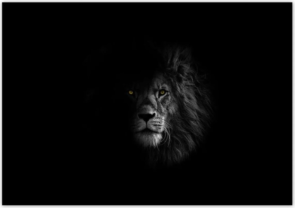 Poszterek 100x70 Oroszlán az árnyékban Király