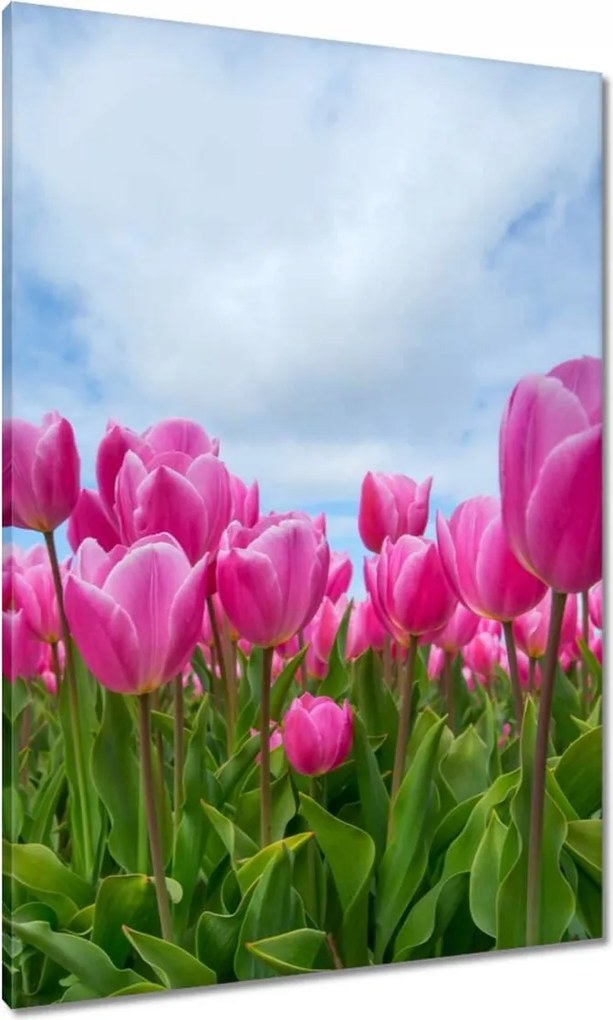 Vászonkép 70x100 Tulipánok Virágok