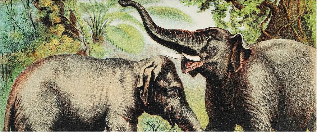 Dekoratív Fotótapéta Furnér Flizelin Családi elefántok 250x104 Ragasztó