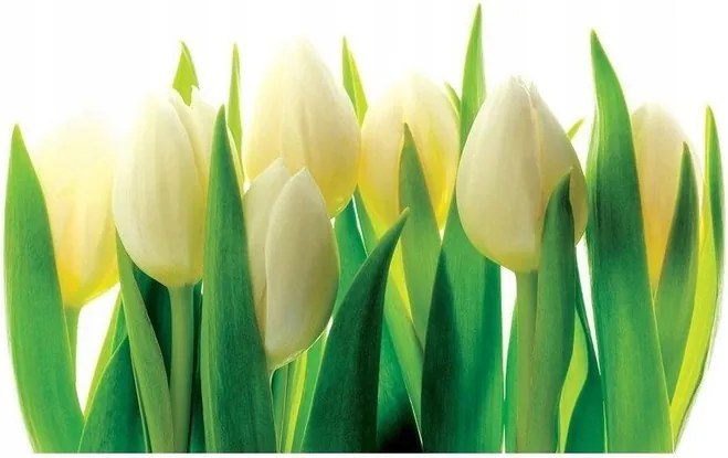 3D fotótapéta Tulipánok Virágok Fotótapéta 312x219