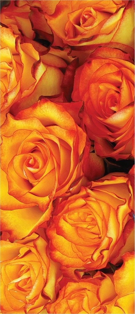 Flizelin fotótapéta Kerti rózsák Virágos Paradicsom Elegancia 91x211 +ragasztó