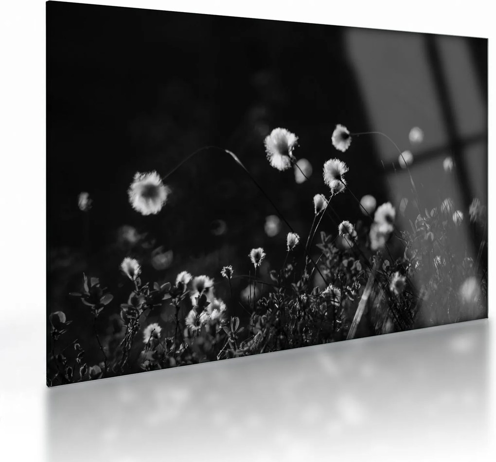 Üveg kép - Gyapotfűvel borított rét N⁰1 (70x50 cm)