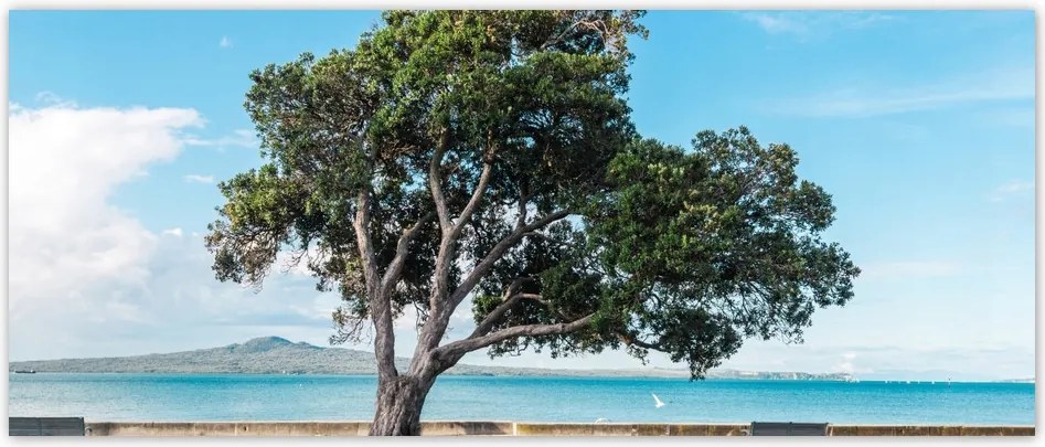 Fotótapéta flizelina 250x104 Magányos fa