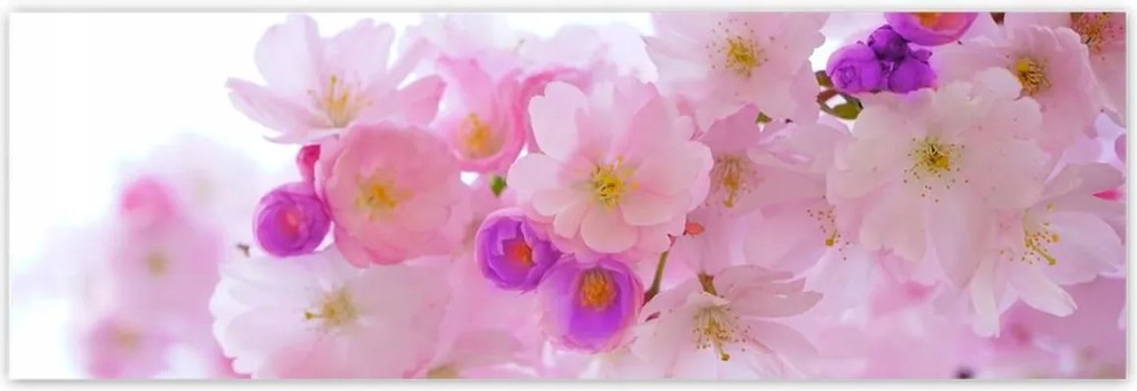 Poszterek 200x66 Japán cseresznyefa ág