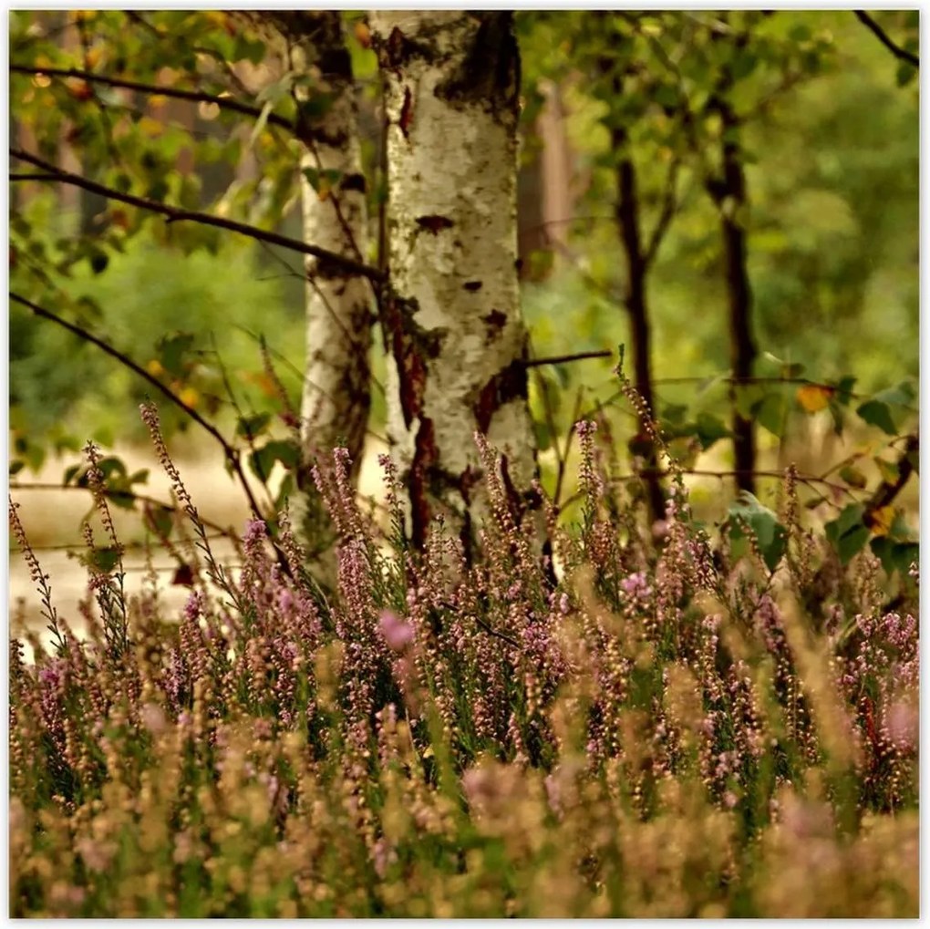 Poszterek 70x70 Nyírfa a hangák között Erdő