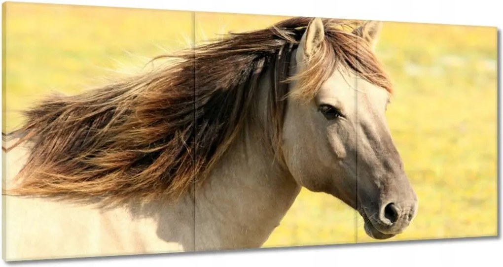 Vászonkép 120x60 Lófej