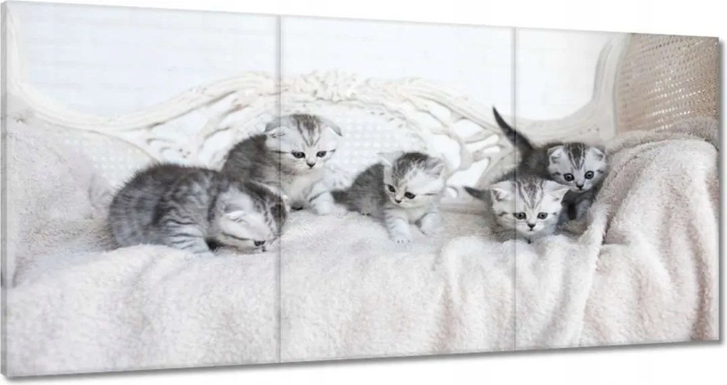Vászonkép 60x30 Cica Cicák