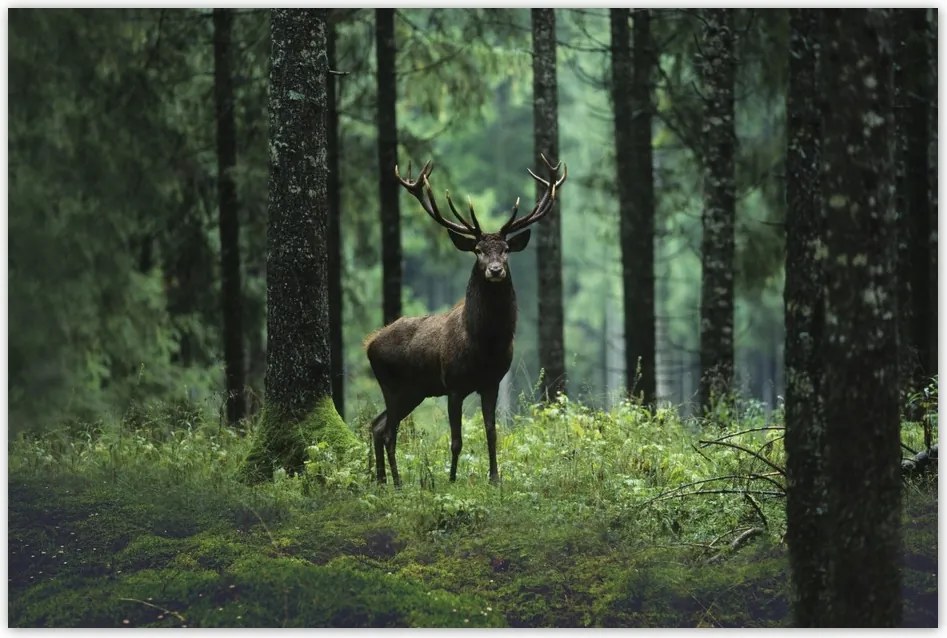 Poszterek 60x40 Szarvas az erdő közepén