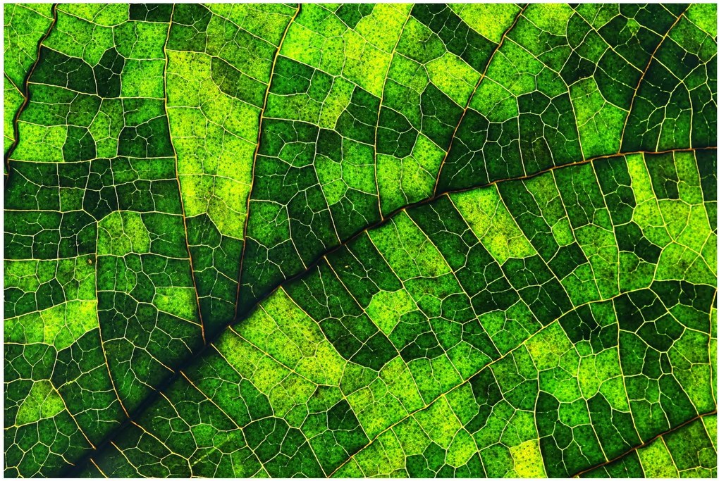 Kép - A lap részlete (90x60 cm)