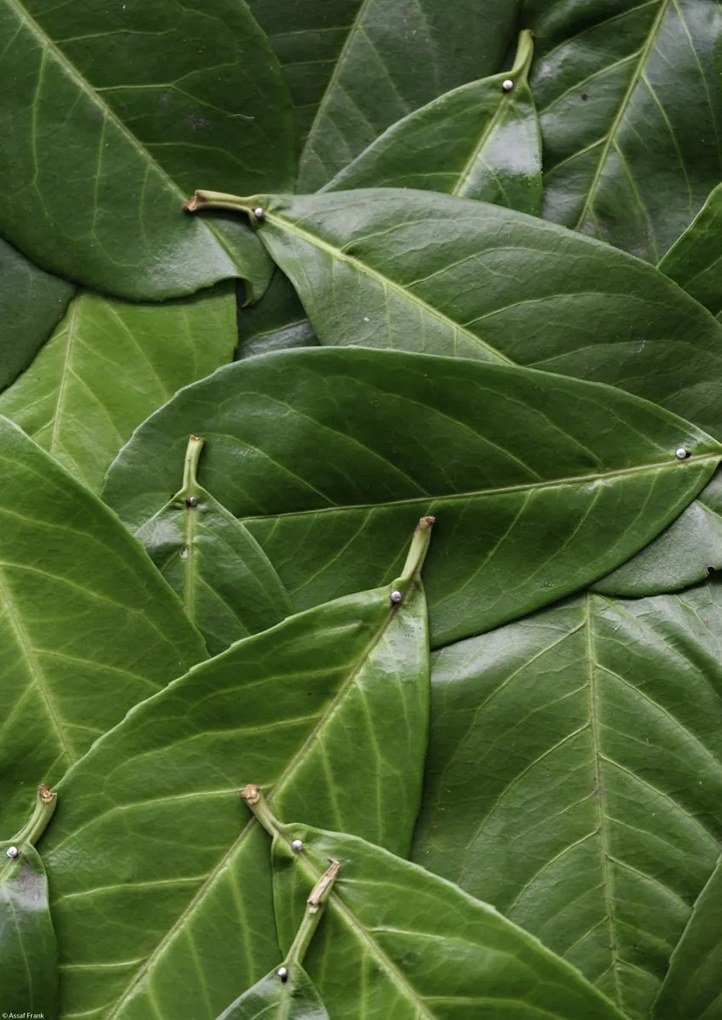 Poszter 29,7x42cm Zöld levelek, Assaf Frank