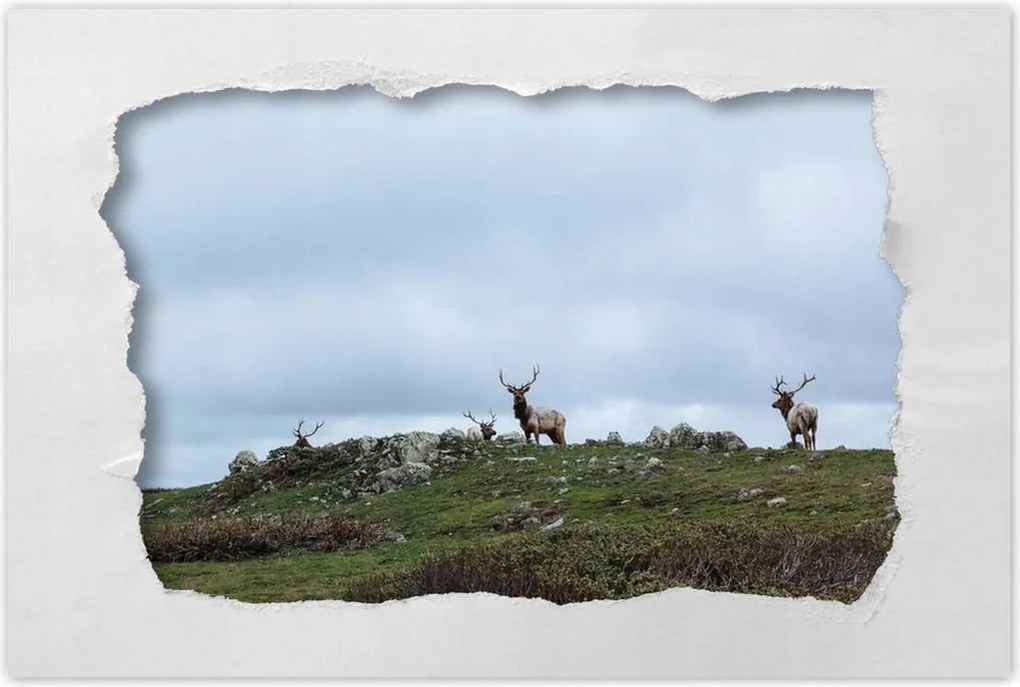 Poszter 60x40 Szarvas felszarvazott