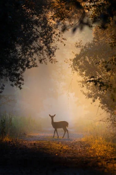 Fotográfia See the lights,Side view of fallow, PAOLO STOPPANI / 500px