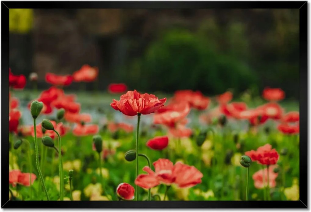 Poszter keretben 60x40 Pipacs Virágok