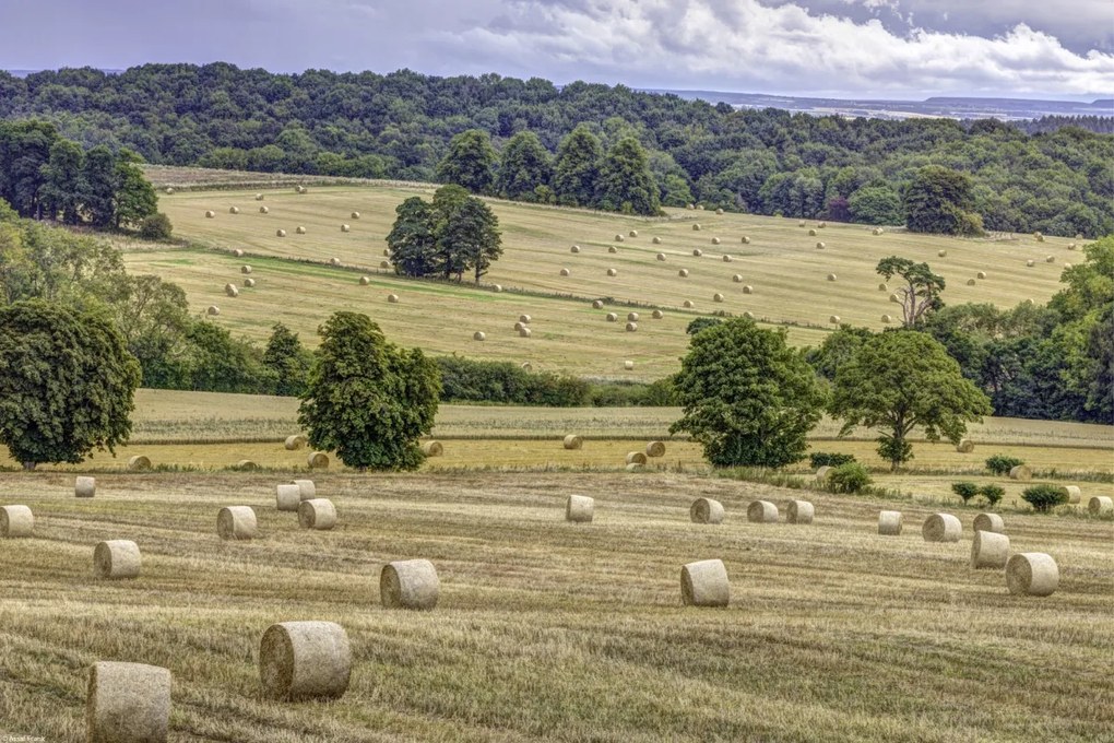 Poszter 45x30cm Szénakazalok a mezőkön, Assaf Frank